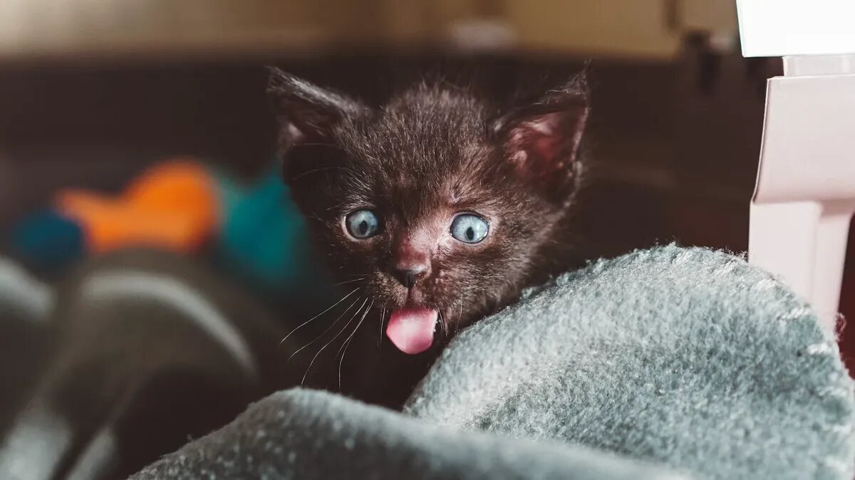 Я мелкий - мне все можно! Фото: unsplash.com