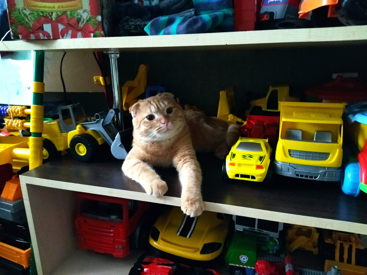 Этого красавца зовут Персик