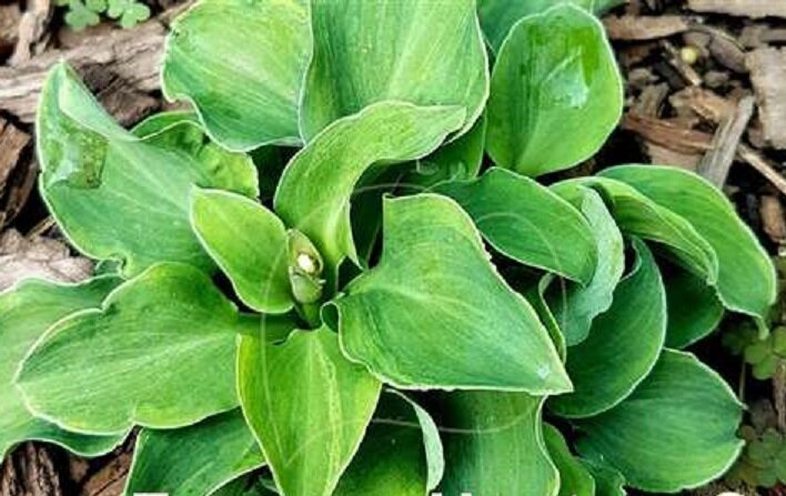 Danish Mouse-Датская мышь