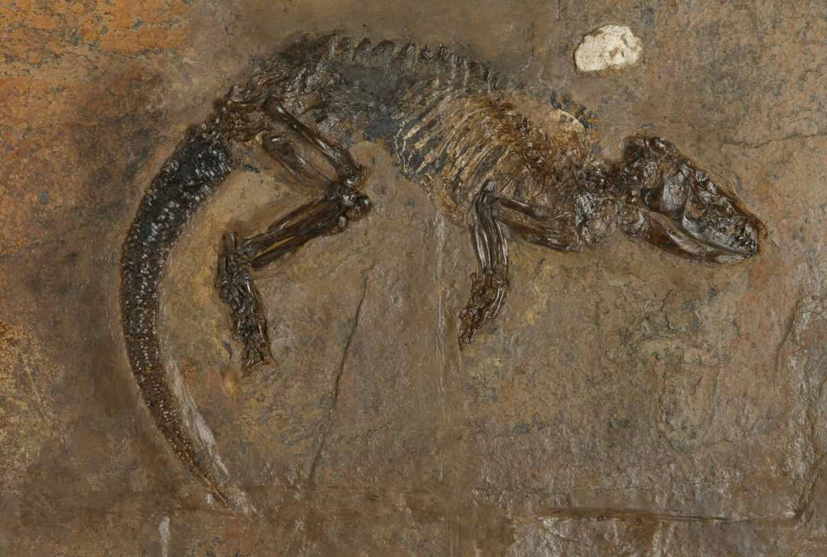 Ископаемые рептилии. Кювье палеонтология. Pholidocercus hassiacus. Окаменевшие кости динозавров.