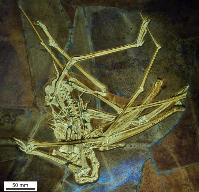 За более чем 100 миллионов лет Balaenognathus maeuseri немного пошатнулся, но большая его часть уцелела, большинство ребер в стороне. Изображение предоставлено: Martill et al/Paläontologische Zeitschrift 