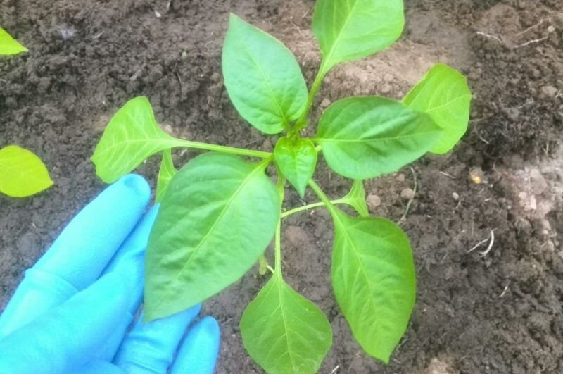 Посаженный перец на огороде.