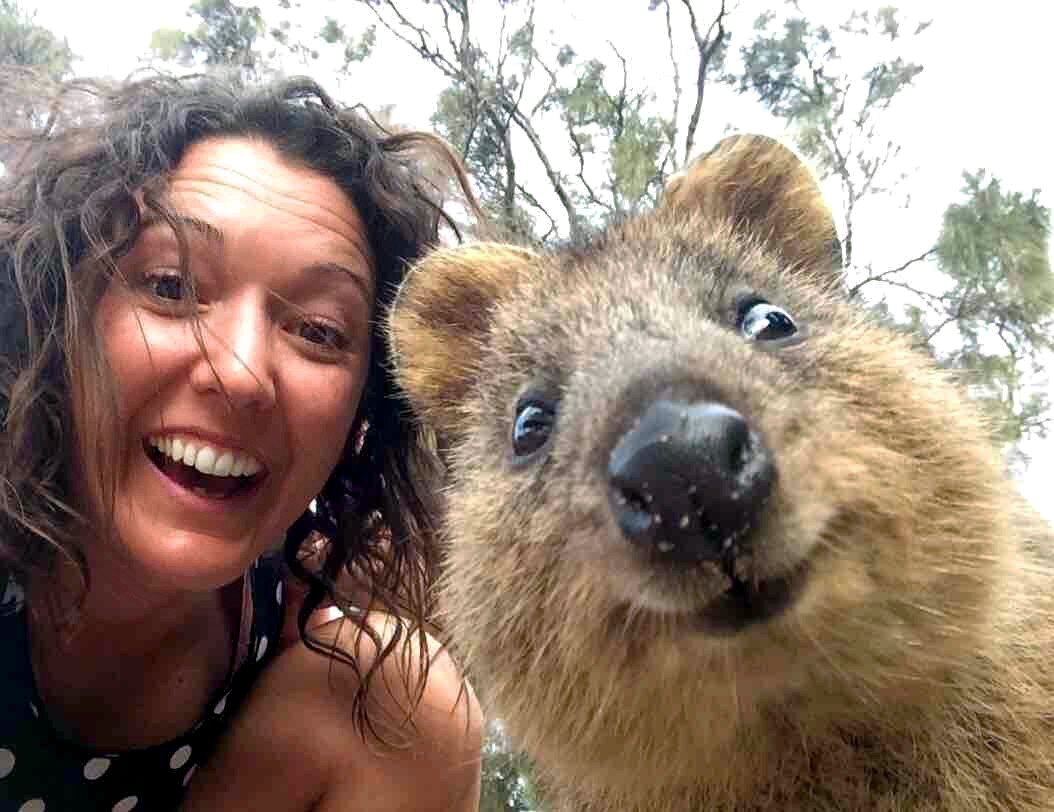Австралийская квокка - самый позитивный зверь в мире. Квокки не имеют естественных врагов, не привыкли бояться и всегда улыбаются!