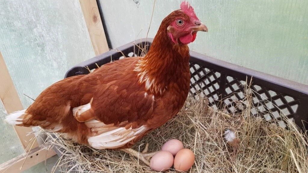 1. Количество яиц