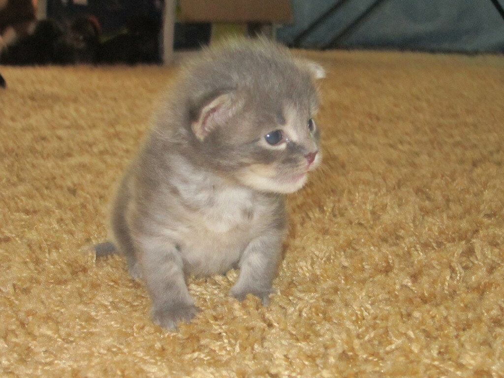 Крош знакомится с домом.