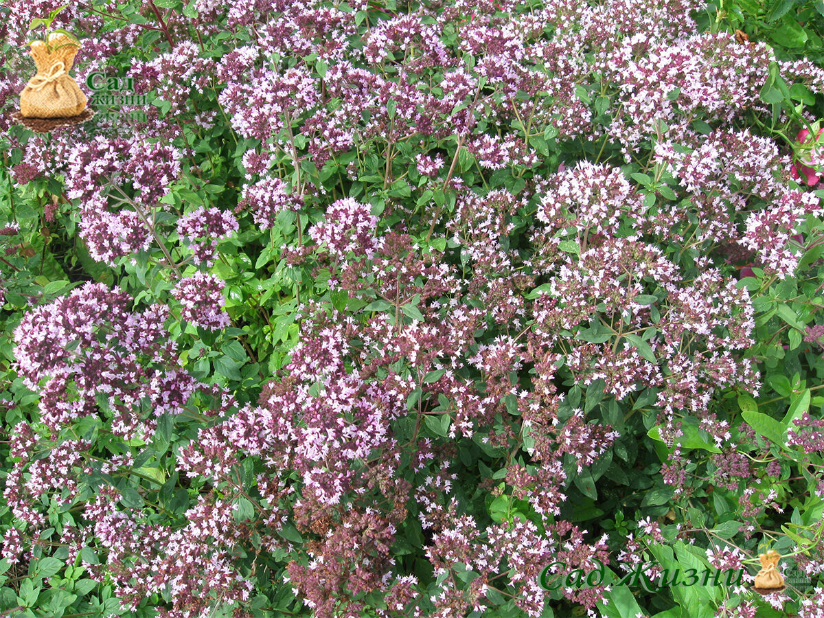 Душица обыкновенная