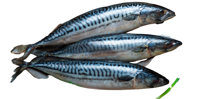 Как выглядит свежая скумбрия