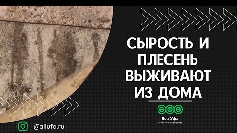 Сырость и плесень выживает из дома