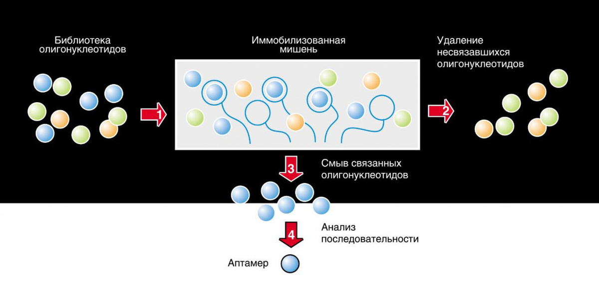 Принцип молекулярной селекции очень прост: сначала синтезируют несколько миллиардов (!) молекул нуклеиновых кислот разного состава, а потом из смеси отбирают молекулы с нужными свойствами. Чтобы получить олигонуклеотиды, способные связываться с определенным веществом, его молекулы прикрепляют к специальным колонкам. Раствор с олигонуклеотидами пропускают через колонку, и несколько молекул из множества непременно свяжутся с молекулами-«мишенями». «Пойманные» аптамеры можно выделить и затем размножить с помощью ПЦР