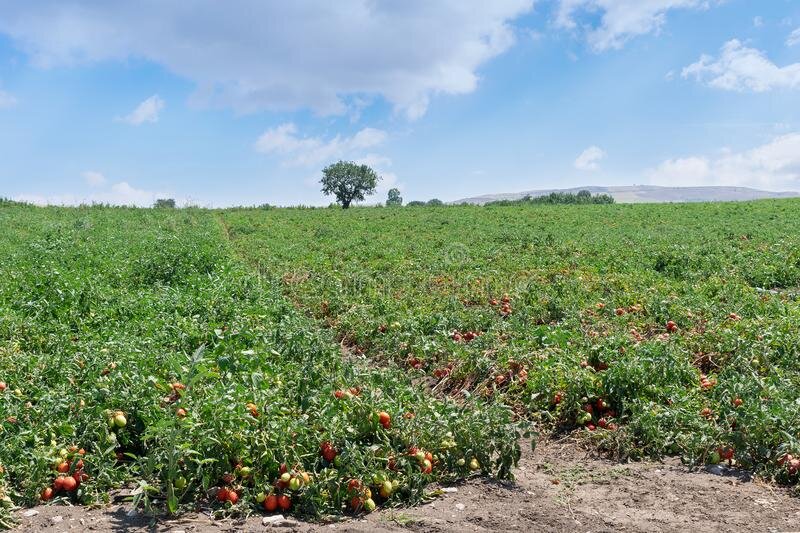 Фото взято с сайта Яндекс-картинки