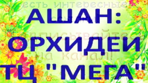 ЛЕРУА,Ашан:ПРАЗДНИЧНЫЙ завоз ОРХИДЕЙ к 8 Марта в ТЦ 