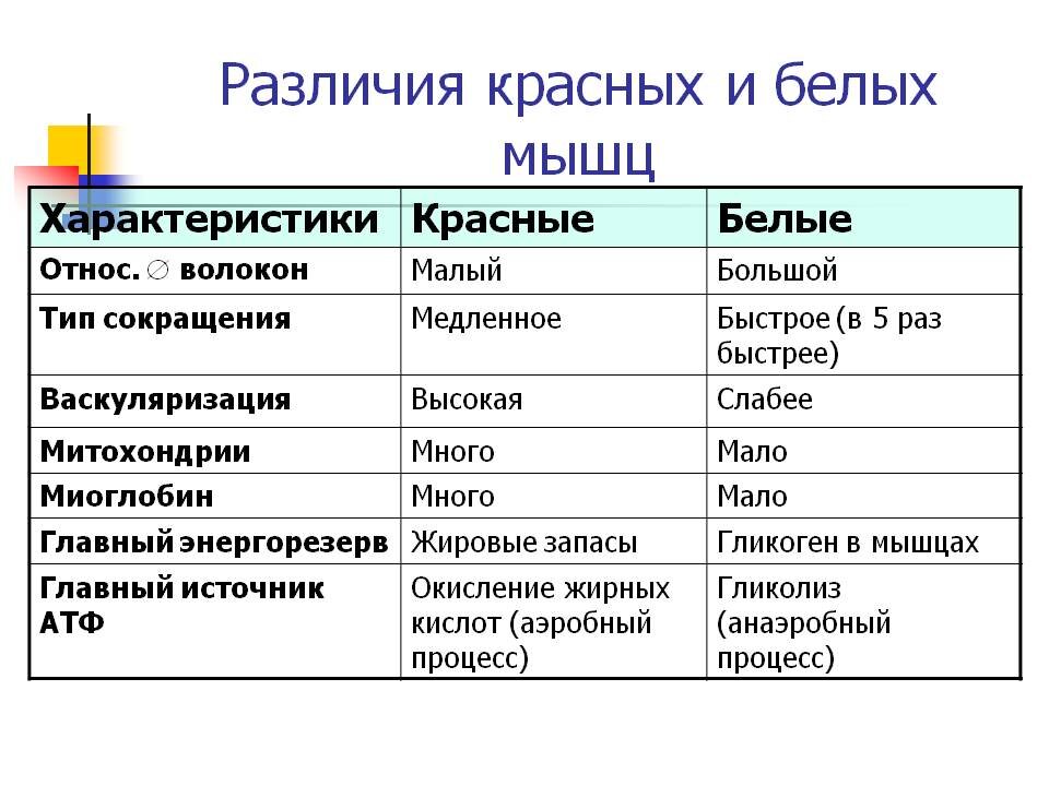 Красные и белые мышечные волокна таблица. Типы мышечных волокон таблица. Характеристика белых мышечных волокон. Характеристика белых и красных мышечных волокон.