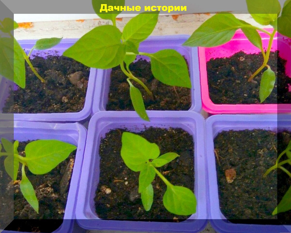 https://vk.com/photo-159774511_457251996