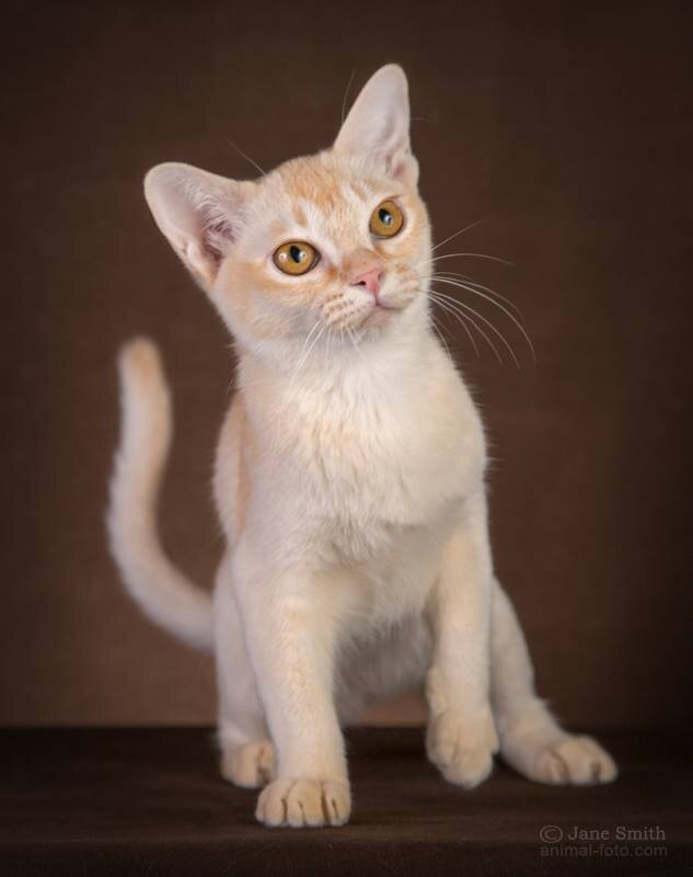 Fleur de Lys - Jasper Burmese cats