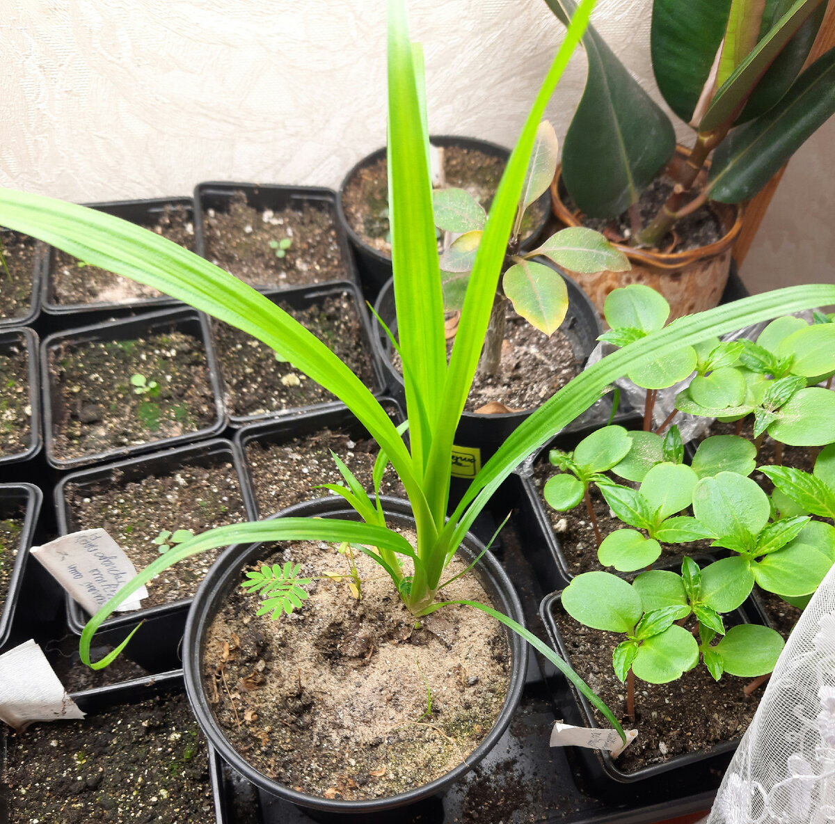 Вот она, справа в горшочке