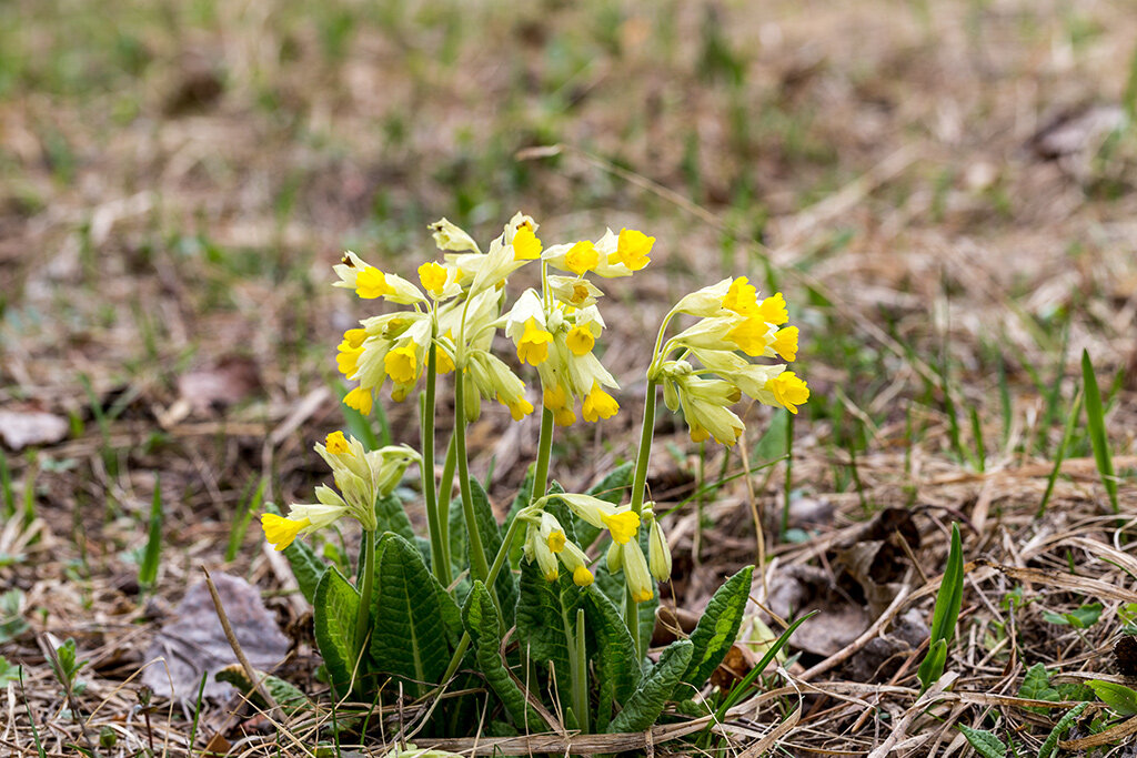 Барашки трава которые едят фото