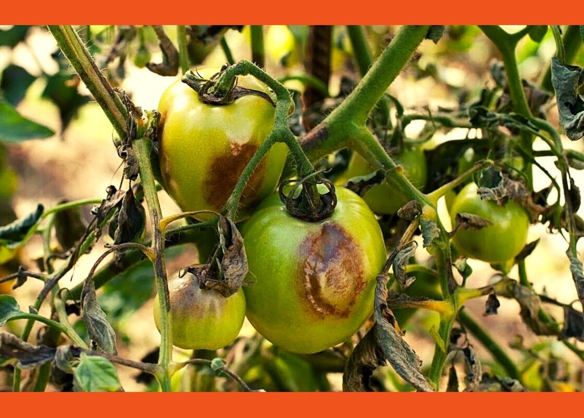 Фитофтороз томатов