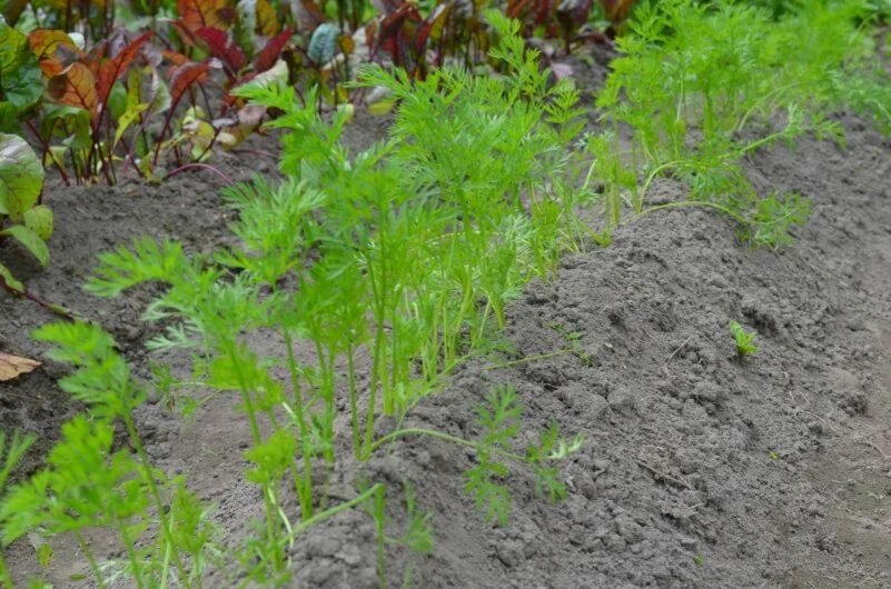 Морковь выращиваю на гребнях.