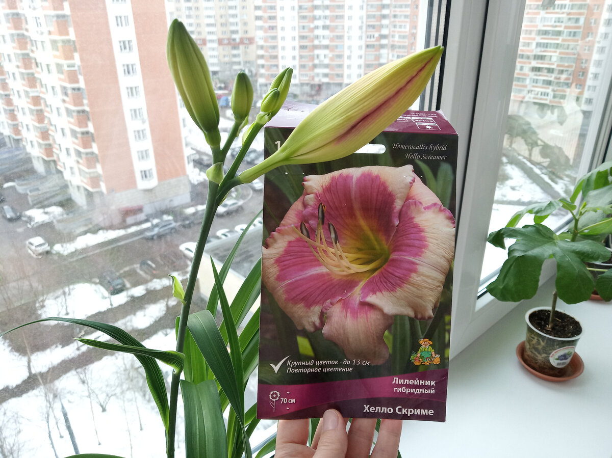 Лилейник гибридный Хелло Скриме, он или не он? фото 07.04.2022