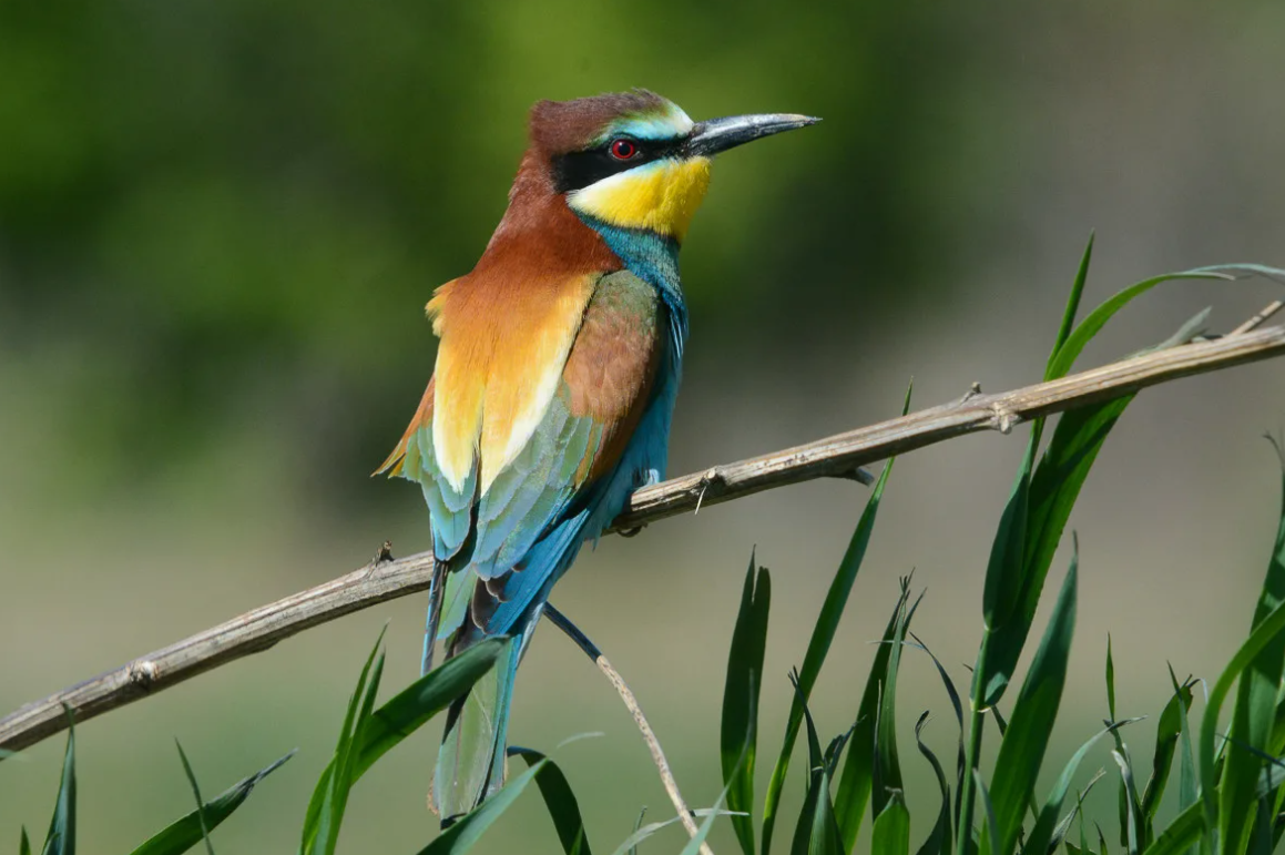 Фото из интернета.