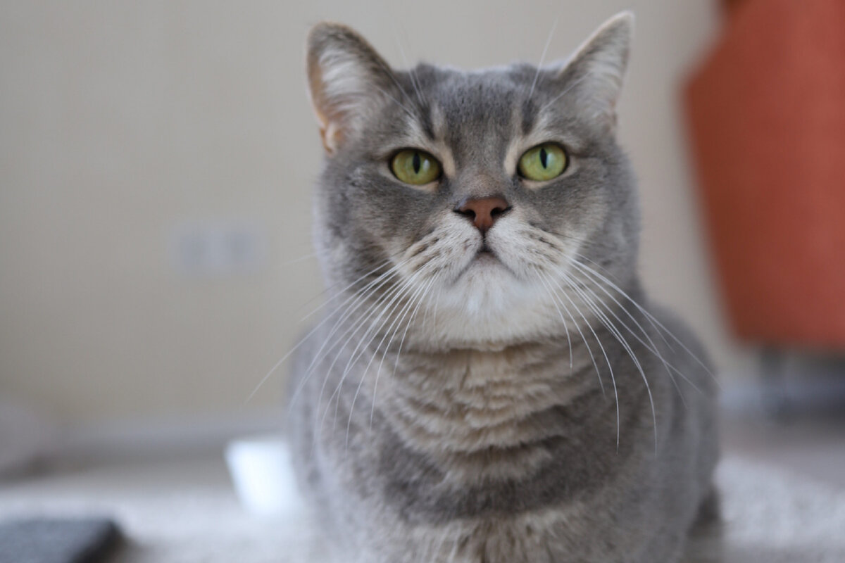 Мишеляш (какал на кровать)