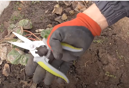 Кстати, очень удобно пользоваться вот такими ножницами они с пружинкой с такой - как бы мини секатор. Можно, конечно, пользоваться обычными бытовыми ножницами, но вот таким инструментом, я вас уверяю, очень удобно это делать. 
