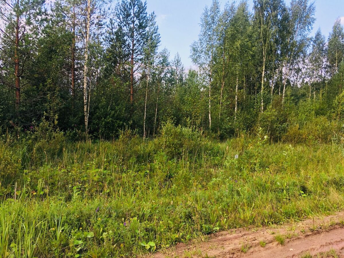 Немного зарос