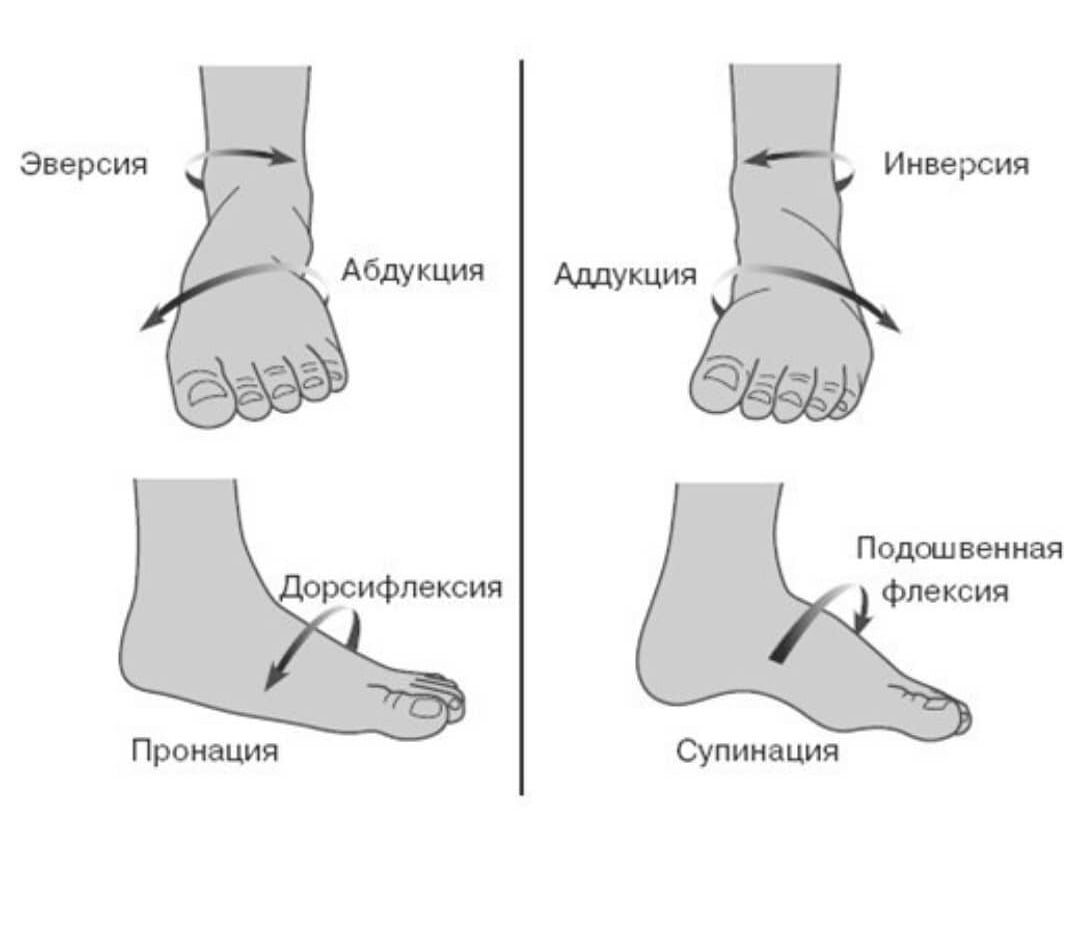 Движения стопы. Супинация и пронация голеностопного сустава. Пронатор переднего отдела стопы. Эверсия инверсия пронация супинация. Пронация и супинация стопы анатомия.