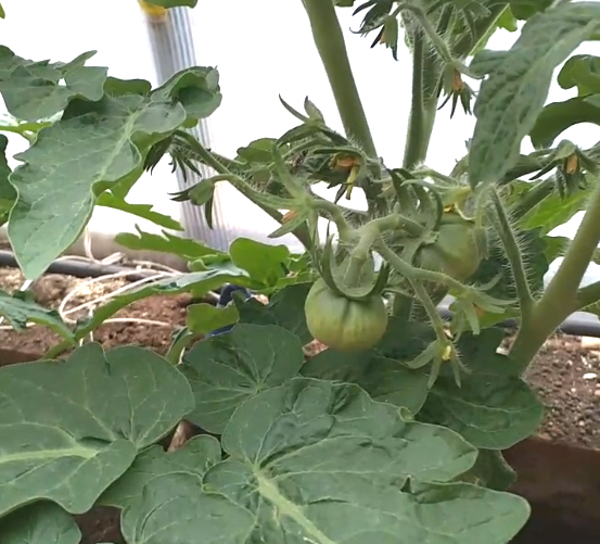 Арктическая роза. Так выглядит куст, посаженный 7 января