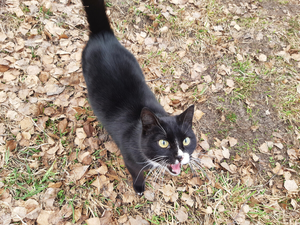 Местный житель