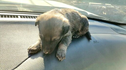 🔴Нашла на дороге маленького щенка 🥺 но что с ним происходит?😱 ЧТО ЭТО???😭 Saving a puppy