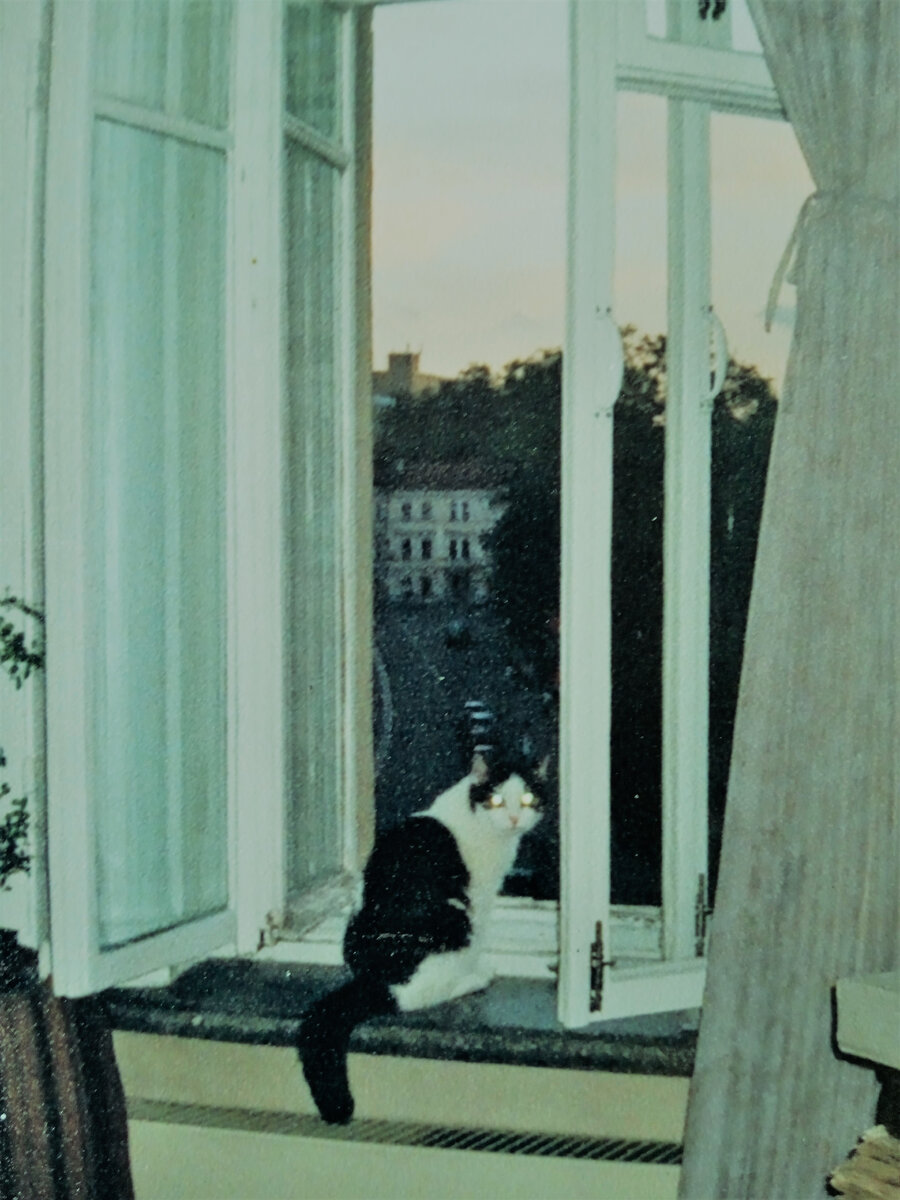 Кошка Крыся. Лето 2006 года. 17 лет. На следующий год она умерла от онкологии...