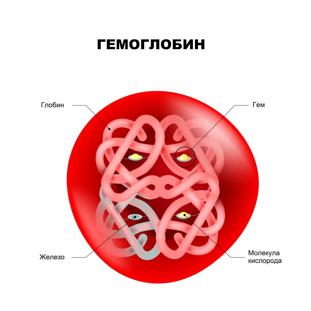 Строение гемоглобина