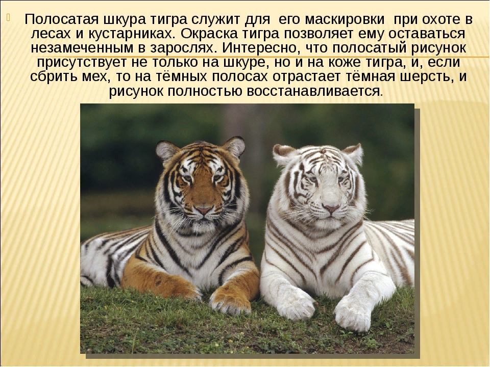 Что за лев этот тигр откуда фраза. Почему у тигра такой окрас. Описание тигра окрас по английски.
