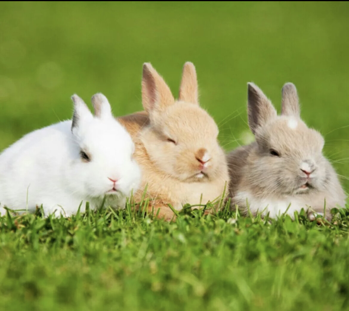 Много зайки. Семья кроликов. Три кролика. Много зайчиков. Красивый кролик.