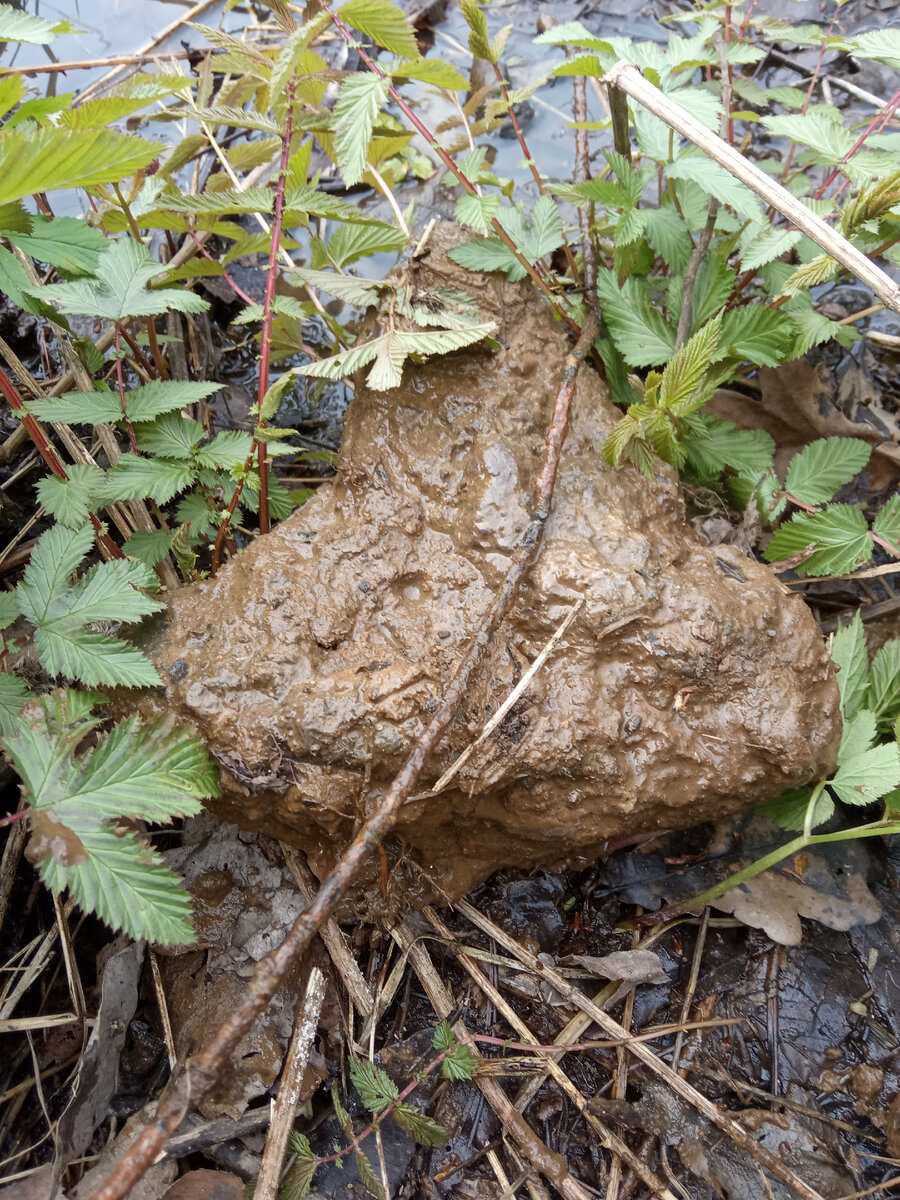 Стальная проволочка, которая под камушком лежала в ручье. Камушек и проволочка соответственно. Вот такой вот облом.))