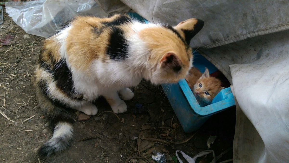 🐱Чем помочь бездомной кошке, если вы не можете взять её себе | Нос, хвост,  лапы | Дзен