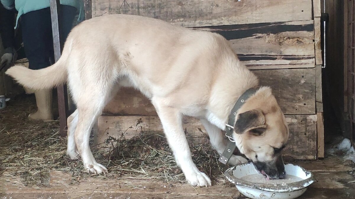 желающих  взять к  себе  этого великана было много.