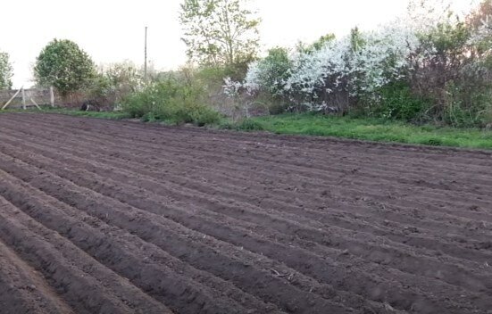 гребни для посадки картошки. Фотография взята из источника www.dreambulgaria.ru