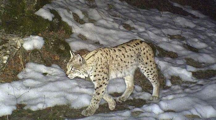 Photo © WWF-Armenia at wwf.panda.org. CC BY-NC 4.0