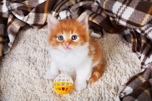 Домашний котенок