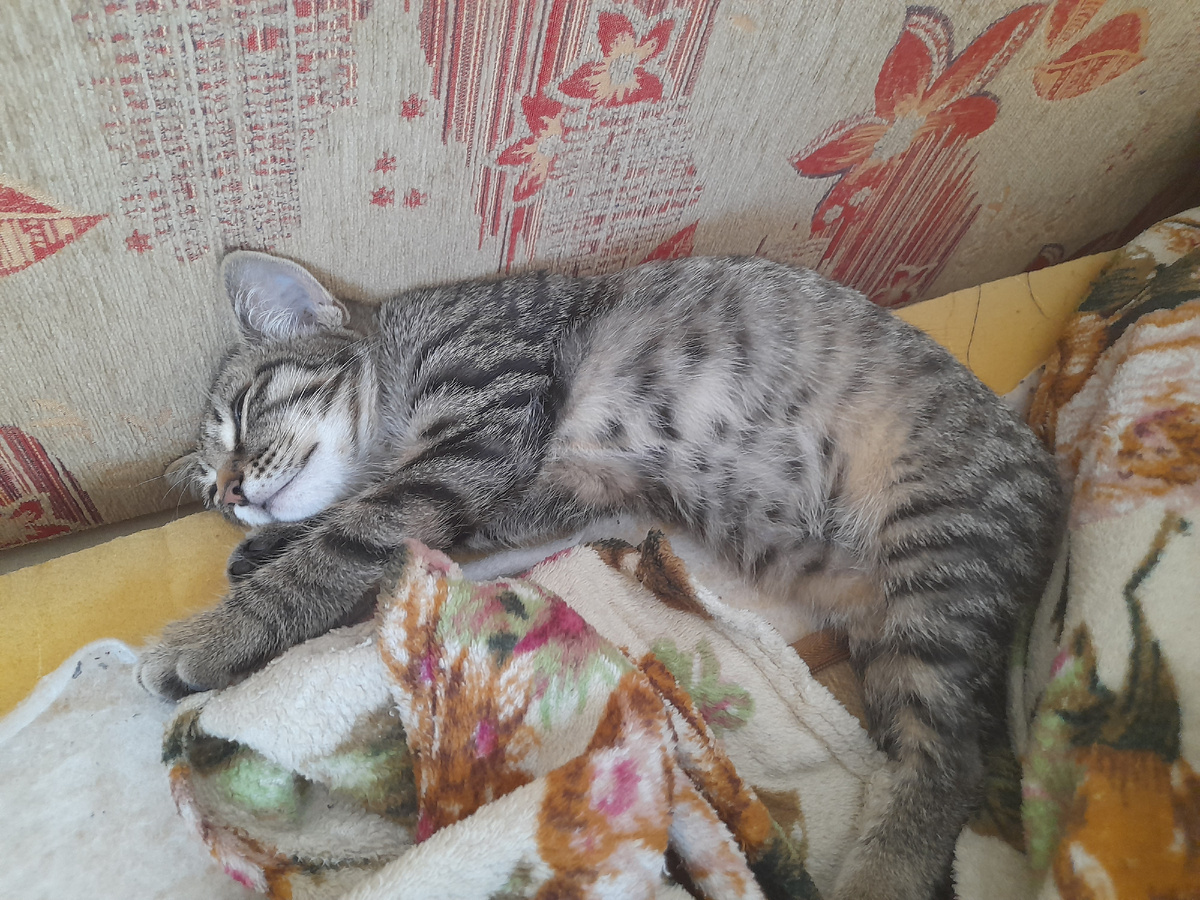 Кузя рад моей самозанятости.