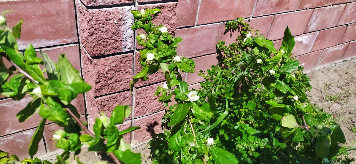 Цветение Мушмулы. Бутоны.