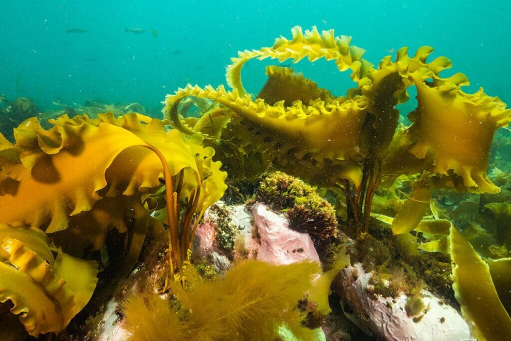   Бурая водоросль ламинария (Laminaria sp.) / © dfo-mpo.gc.ca