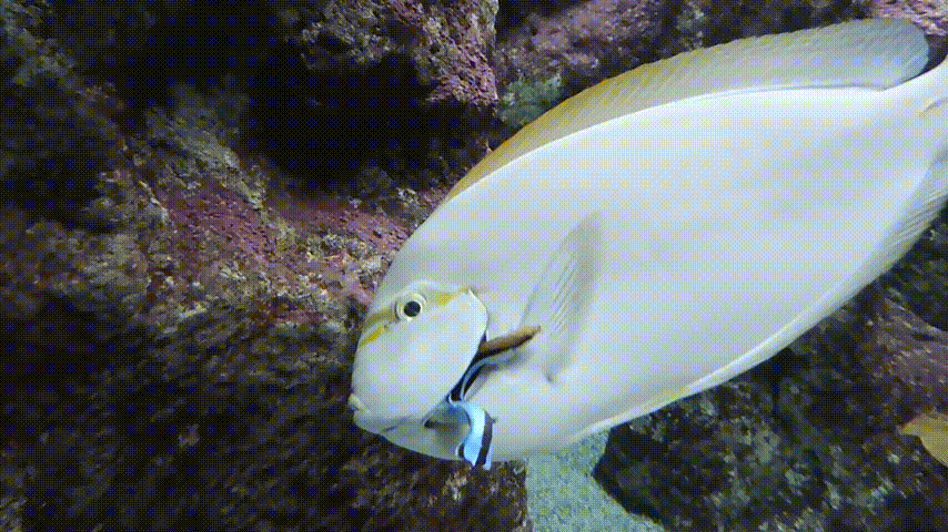 Пара рыбок вида голубой губан-чистильщик за работой в аквариуме города Хихон, Испания. Видео Vassia Atanassova, 2 июля 2015.
