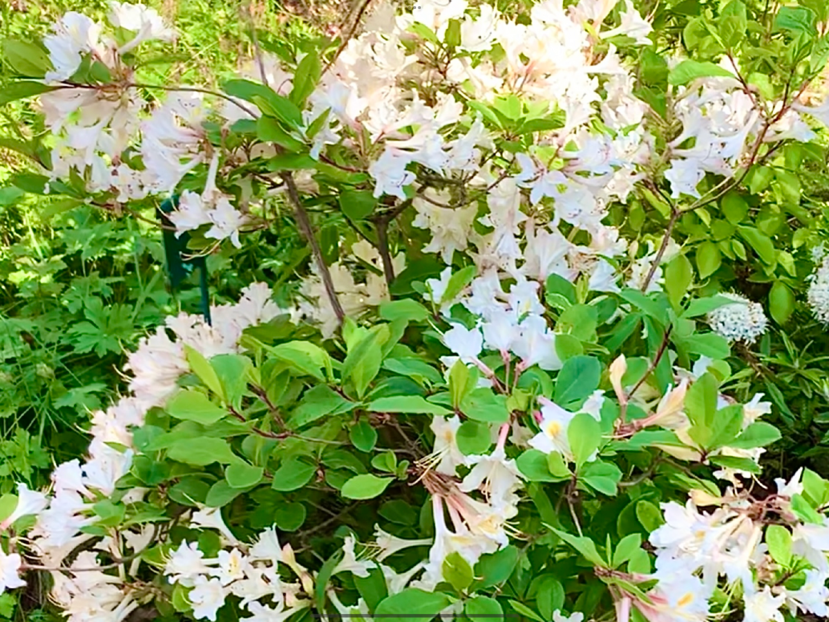  Нежные соцветия белого цвета у рододендрона