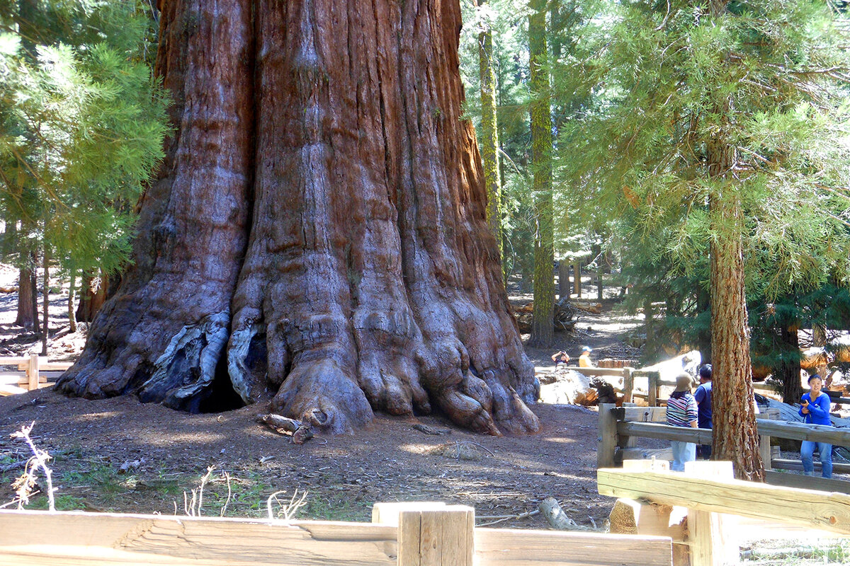 свободный источник