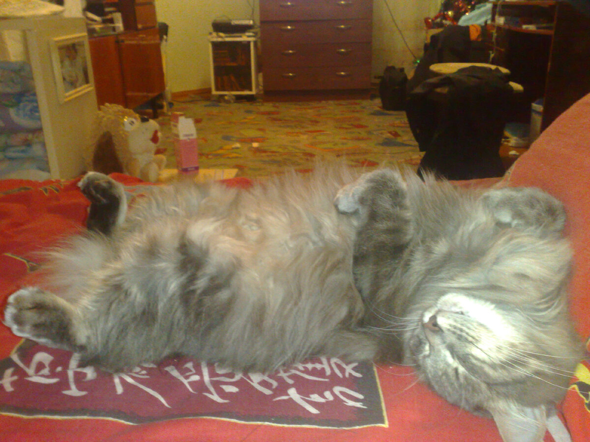 Мой кот любит спать днём.