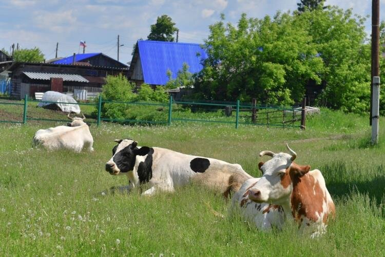 Сельский туризм Тюмень