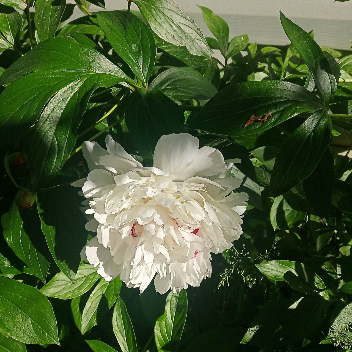 Любимые пионы